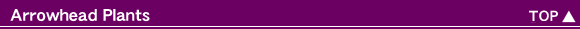 Arrowhead Plamts